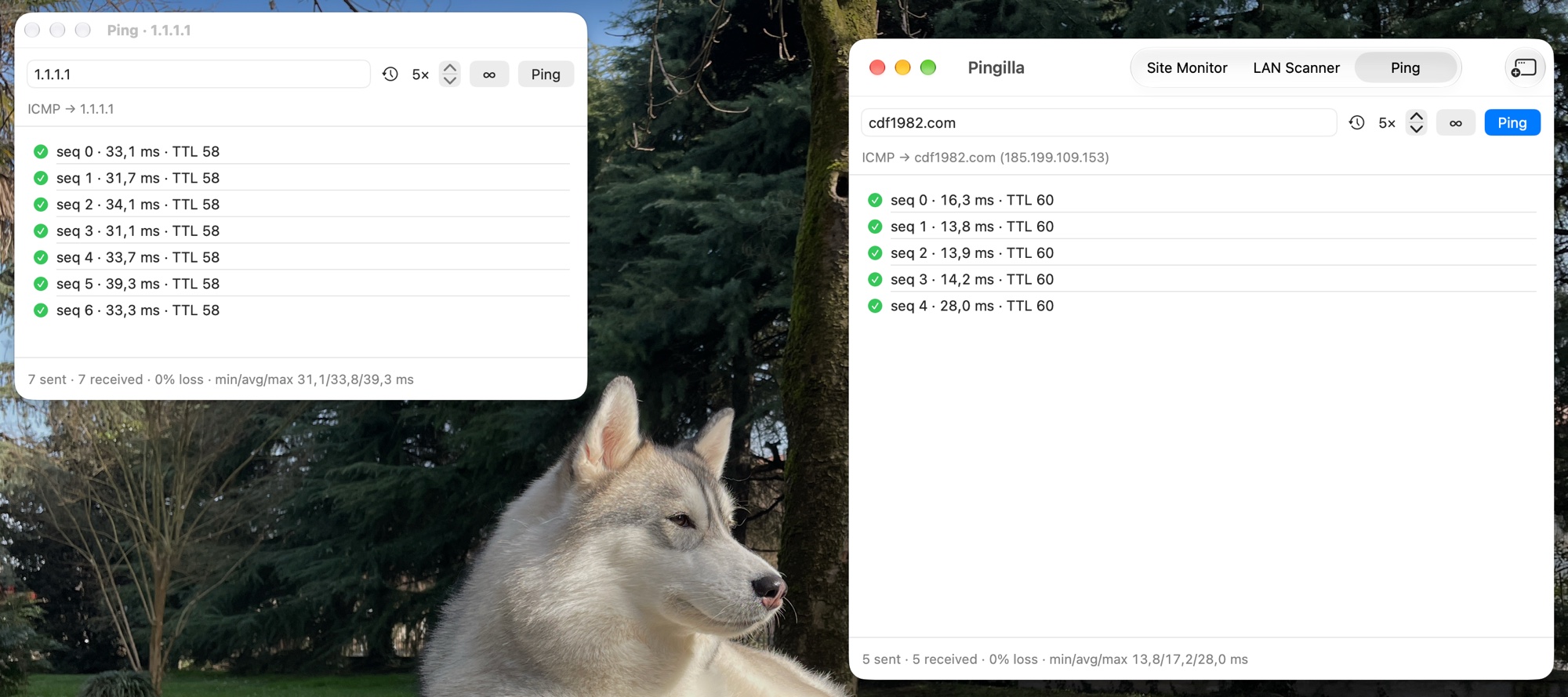 Two Ping windows side by side, pinging 1.1.1.1 and cdf1982.com, with times, TTL and packet loss